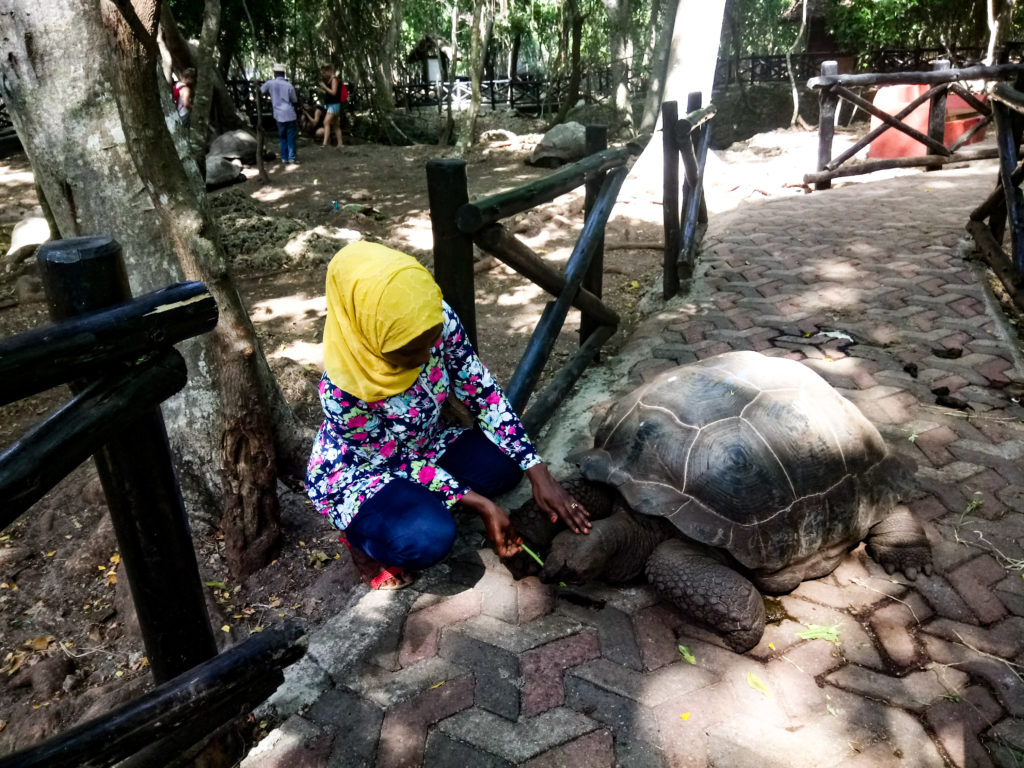 tortoise zanzibar